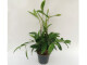 Dracaena surculosa