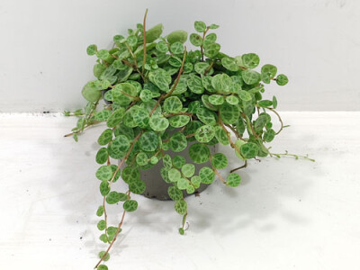 Peperomia prostrata - mini