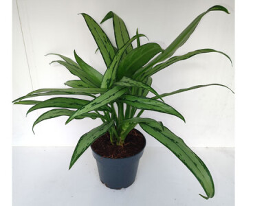 Aglaonema Cutlass
