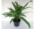 Aglaonema Cutlass