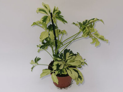 Schefflera arboricola Janine
