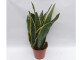 Sansevieria trifasciata