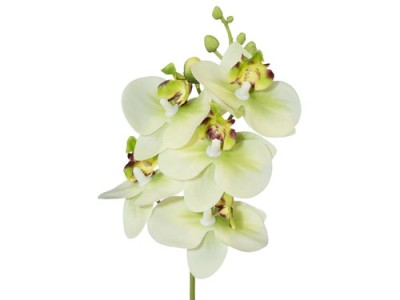 Orchideenzweig grün 27cm