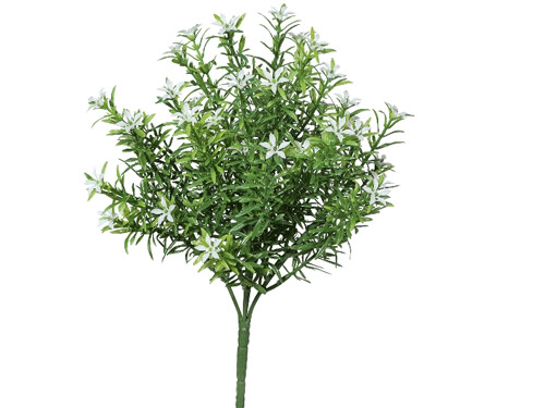 Rexbegoniebusch