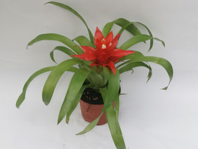 Guzmania Tempo