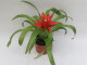 Guzmania Tempo