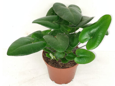 Hemionitis arifolia