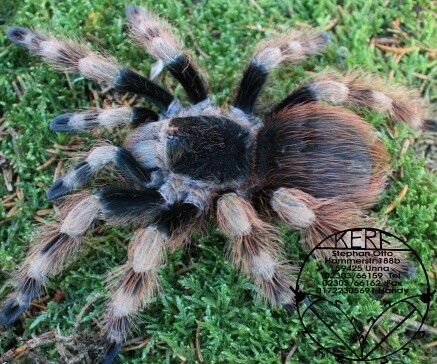 Nhandu coloratovillosus