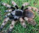 Nhandu coloratovillosus