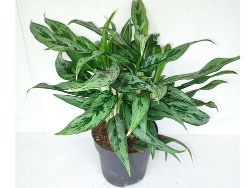 Aglaonema Greyhound