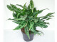 Aglaonema Greyhound