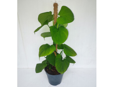 Philodendron fibraecataphyllum - amMoosstock