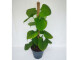 Philodendron fibraecataphyllum - amMoosstock
