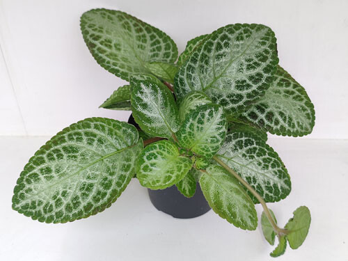 Episcia cupreata Mint