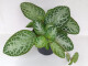 Episcia cupreata Mint