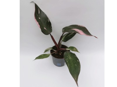 Philodendron PinkPrincess