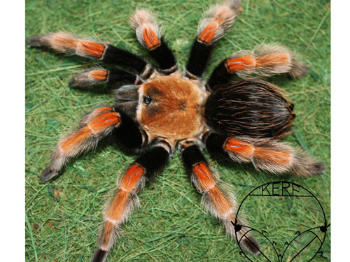 Brachypelma boehmei  2,5 cm
