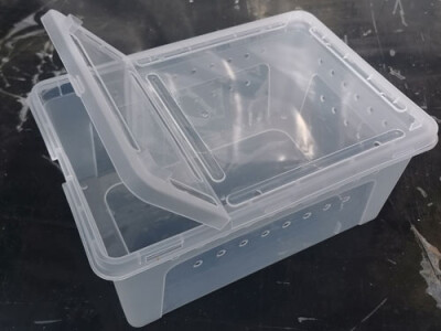 SpinnenBox groß; transparent