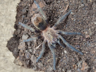 Thrixopelma pruriens