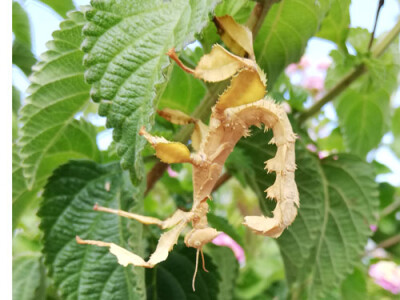 Extatosoma tiaratum mittel-groß