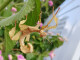 Extatosoma tiaratum mittel-groß