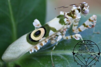 Pseudocreobotra wahlbergii L 2/3