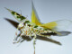 Pseudocreobotra wahlbergii L 2/3