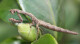 Popa spurca L5/6
