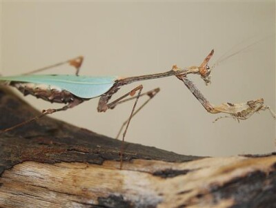 Sibylla pertiosa
