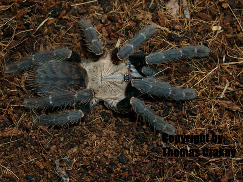 Cyriopagopus spec. hatihati 2.FH