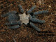 Cyriopagopus spec. hatihati 2.FH