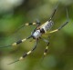 Nephila spec. Tanzania