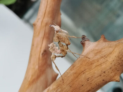 Idolomantis diabolica L2/3