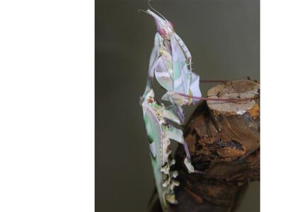 Idolomantis diabolica L2/3