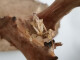 Idolomantis diabolica L2/3