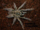 Psalmopoeus cambridgei 2/3FH