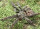 Psalmopoeus cambridgei 2/3FH