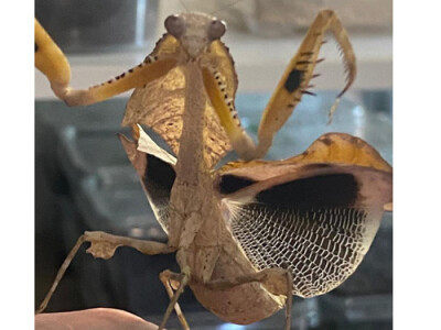 Deroplatys lobata L4/5