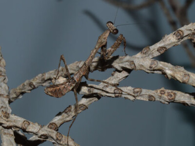 Deroplatys lobata L4/5