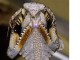 Deroplatys lobata L4/5