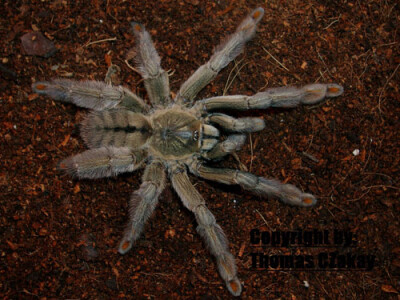 Psalmopoeus cambridgei ca. 4 cm