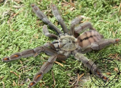Psalmopoeus cambridgei ca. 4 cm