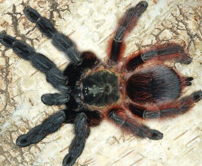 Psalmopoeus victori 1.FH