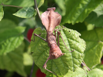 Deroplatys desiccata L3-4