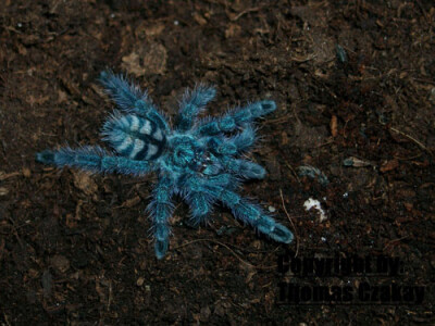 Caribena versicolor 3.FH