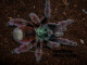 Caribena versicolor 3.FH