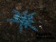 Caribena versicolor 3.FH