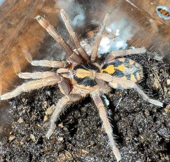 Hapalopus formosus