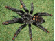 Psalmopoeus irminia 2 cm