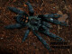 Psalmopoeus irminia 2 cm